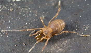 Media type: image; Invertebrate Zoology 138056